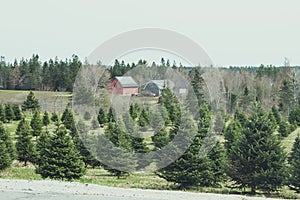 Christmas tree farm