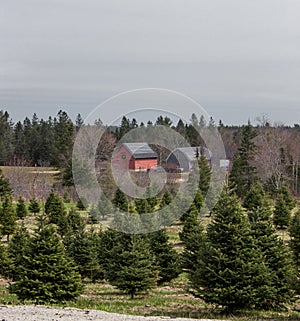 Christmas tree farm