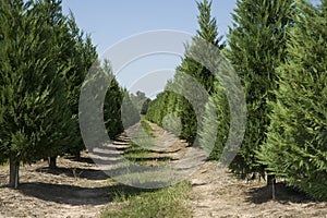 Christmas Tree Farm