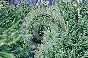 Christmas Tree Farm