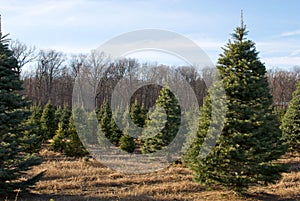 Christmas Tree Farm