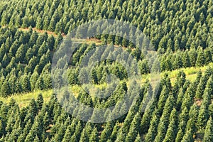 Christmas Tree Farm