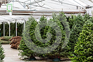 Christmas tree farm