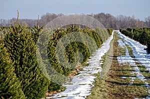 Christmas tree farm