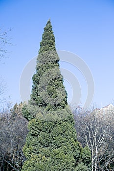 The Christmas tree log