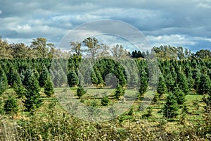 Christmas Tree Farm, Evergreen Trees