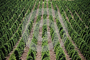 Christmas Tree Farm Field Rows Green