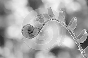 Christmas tree fern fiddlehead with unfurling leaves and silvery hairs on curved stem, black and white