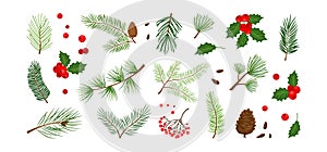 Christmas tree, fir, pine cone, holly berry, leaf branch, mistletoe, winter vector icon, xmas set. Holiday nature illustration