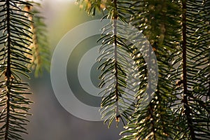 Christmas tree frame branches on natural background with copy space