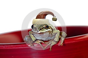 Christmas Tree Frog Sitting on Red Mug