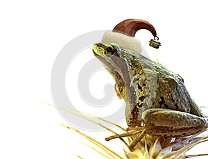 Christmas Tree Frog Sitting on Stalk of Wheat