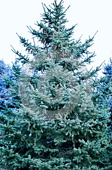 Christmas tree full-length
