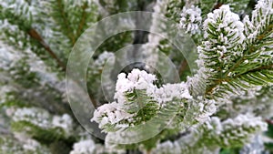 Christmas tree green pine and white snow fluff on branch for Christmas or winter seasonal. close-up with selective focus.