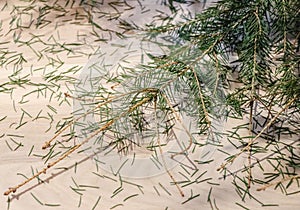 The Christmas tree has dried up and needles fell from it