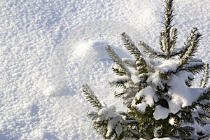 Christmas tree in hoarfrost against white snow