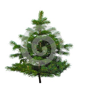Christmas tree isolate on white background.