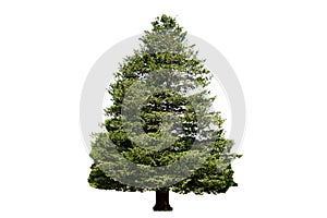 Christmas tree isolated on white background.