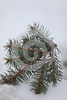 Christmas tree leaves macro photography. pine branch with snow on a winter day