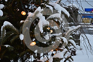 Christmas tree and lights, firs and snow