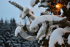 Christmas tree and lights, firs and snow