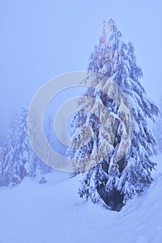 Christmas tree with lights in snowy mountain forest