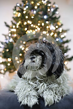 Christmas tree lights yellow and blue and hairy dog