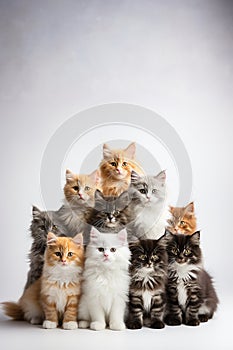 Christmas tree made of cats isolated on black background