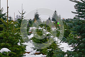 Christmas tree market.Green trees and Santa Claus.Buying and choosing a Christmas tree for the Christmas holidays