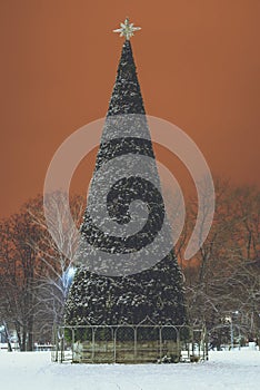 Christmas tree in the middle of the park