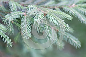 Christmas tree in nature. Green spruce close up, spring tree branckes. Seasonal natural background