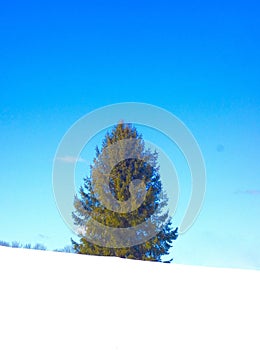 Christmas Tree in Nature Pure Holy Simple Simplicity