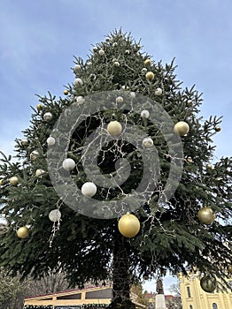 Christmas tree oudoor in Debrecen city Hungary