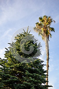 Christmas tree, palm tree