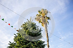 Christmas tree and palms