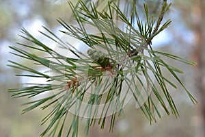 Christmas tree pine cone on a branch