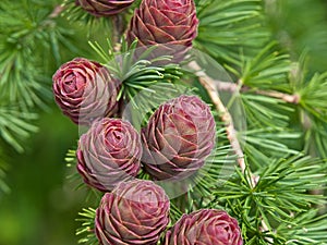 Christmas tree pine cones on branch with leaves