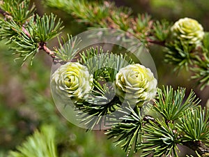 Christmas tree pine cones on branch with leaves