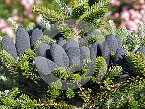 Christmas tree pine cones on branch with leaves