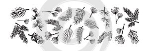 Christmas tree and pine, fir branch vector set. Evergreen plant. Winter nature illustration