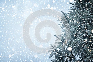 Christmas tree pine or fir with snowfall on sky background in winter.