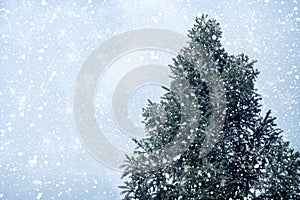 Christmas tree pine or fir with snowfall on sky background in winter.