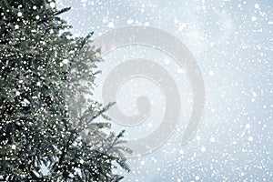 Christmas tree pine or fir with snowfall on sky background in winter. photo
