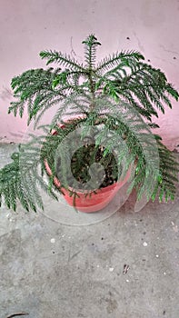 Christmas tree plotted in a pot. Gorakhpur city