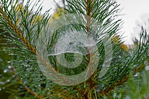 Christmas tree with raindrops and spider web can be used as back