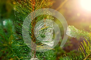 Christmas tree with raindrops and spider web can be used as back
