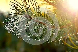 Christmas tree with raindrops and spider web can be used as back