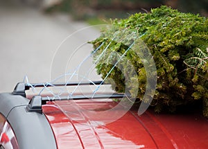 Christmas Tree on Roof of Car