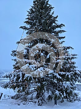 Christmas Tree in Rovaniemi photo