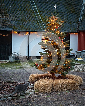 Christmas tree in rural farm setting with cat walking by